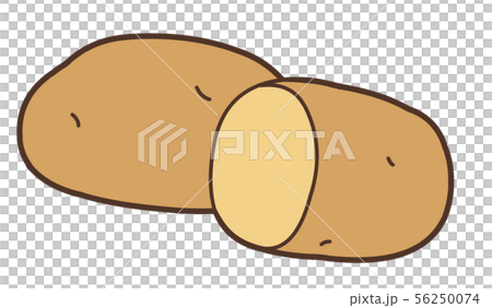 Illustration of one May Queen potato and half cut 56250074