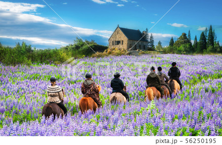 Traveler ride horse at Lake Tekapo, New Zealand. Traveler ride horse at Lake Tekapo, New Zealand. 56250195