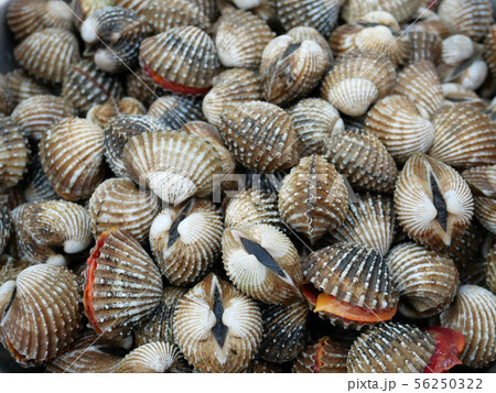 Fresh raw sea cockles shellfish. Fresh raw sea cockles shellfish. 56250322