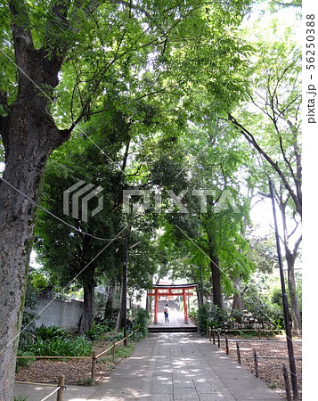 自由が丘のパワースポット　熊野神社 56250388