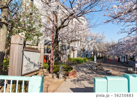 浅草 墨田公園桜まつり 山谷堀公園 浅草 墨田公園桜まつり 山谷堀公園 56250883