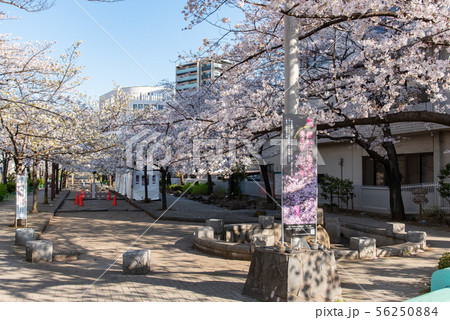 浅草　墨田公園桜まつり　山谷堀公園 56250884