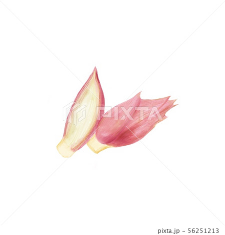 ミョウガ 水彩画のイラスト素材