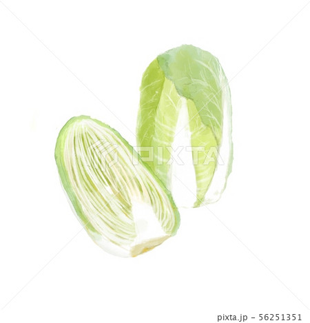 白菜 水彩画 白菜 水彩画 56251351