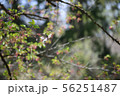 葉桜 56251487