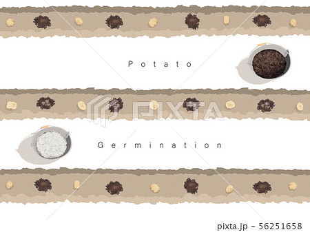 じゃがいもの発芽イラスト01 じゃがいもの発芽イラスト01 56251658