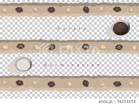 じゃがいもの発芽イラスト01 じゃがいもの発芽イラスト01 56251658