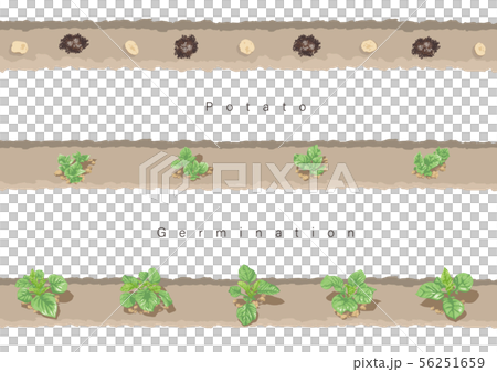 Potato germination illustration 02 56251659