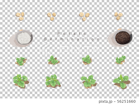 Potato germination illustration 03 56251660