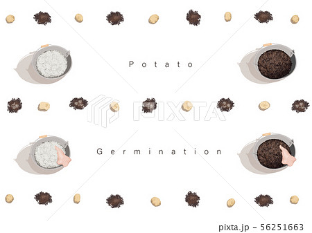 じゃがいもの発芽イラスト06 56251663
