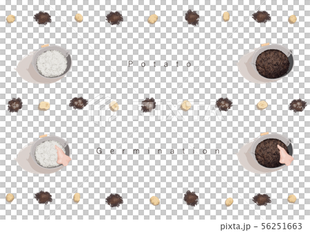 じゃがいもの発芽イラスト06 56251663
