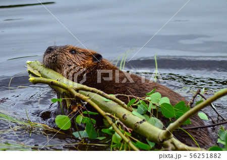 Closeup photo of beaver carrying a branch in the lake, Tripple lakes trail, Denali National park and 56251882