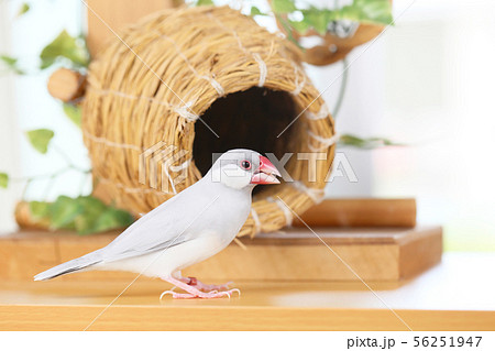 壺巣とシルバー文鳥のメス 壺巣とシルバー文鳥のメス 56251947