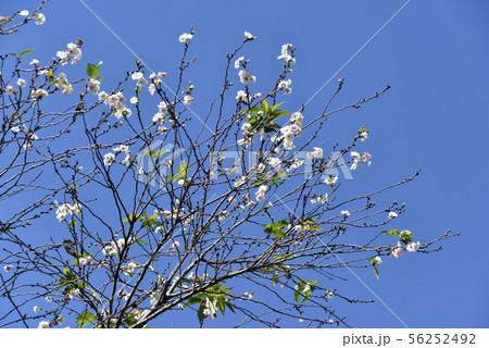 コブクザクラ コブクザクラ 56252492