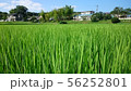 田んぼ夏 56252801