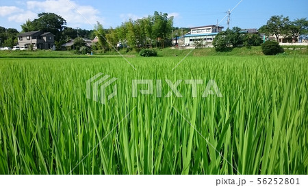 田んぼ夏 56252801