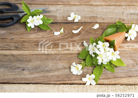 white flowers jasmine local flora of asia in cone white flowers jasmine local flora of asia in cone 56252971