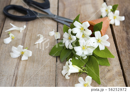 white flowers jasmine local flora of asia in cone  56252972