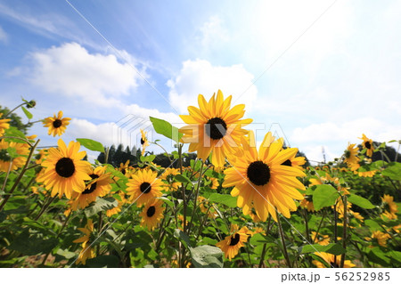 ひまわり1993 ひまわり1993 56252985