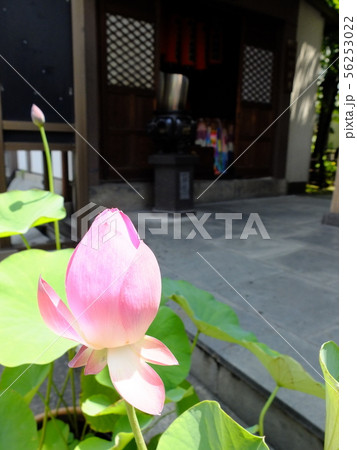 深川のお不動さん　深川不動堂　成田山東京別院 56253022