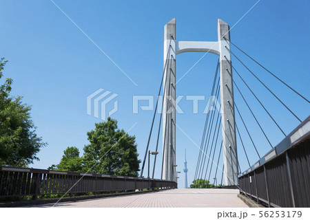 木場公園大橋とスカイツリー 木場公園大橋とスカイツリー 56253179
