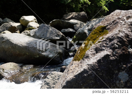 原始のままの箱根白川 原始のままの箱根白川 56253211