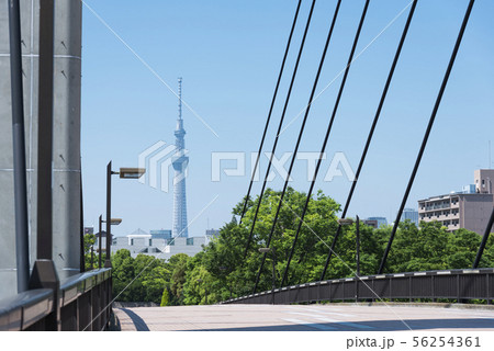 木場公園大橋とスカイツリー 木場公園大橋とスカイツリー 56254361