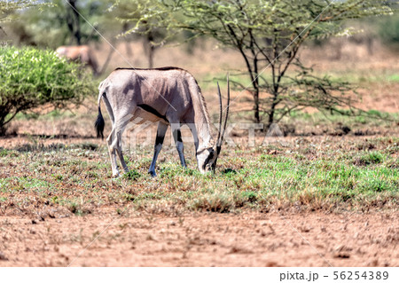 East African oryx, Awash Ethiopia 56254389