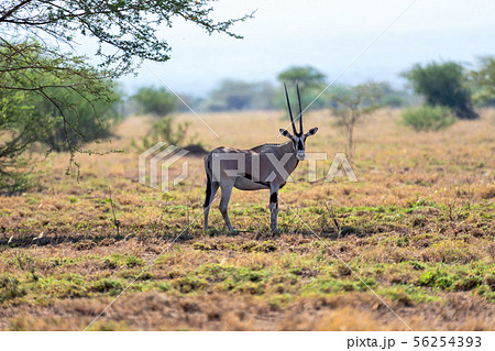 East African oryx, Awash Ethiopia East African oryx, Awash Ethiopia 56254393