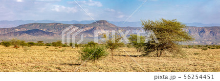 savanna in the Awash National Park, Ethiopia 56254451