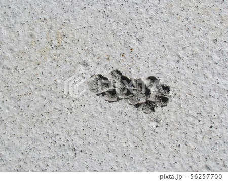 footprint footprint 56257700