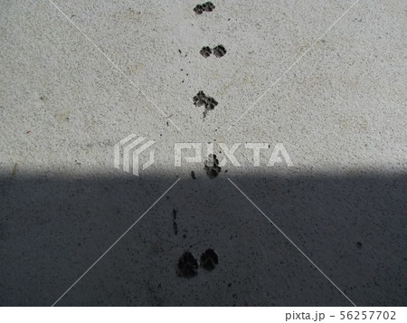 footprint 56257702