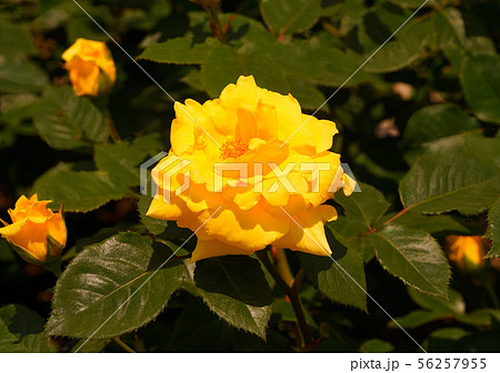 バラ ミッチイ バラ ミッチイ 56257955