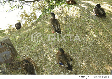 ブルージュの運河とカモ 56261564