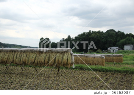 稲架掛けのある風景 56262087