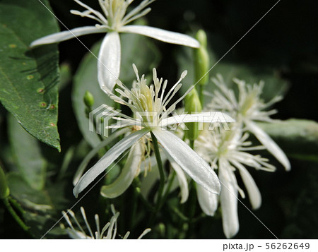 センニンソウの花 センニンソウの花 56262649