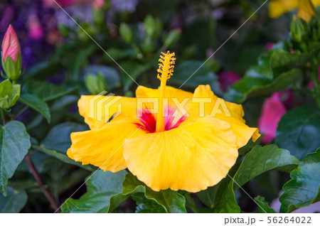 Hardy hibiscus rose of sharon and tropical Hardy hibiscus rose of sharon and tropical 56264022