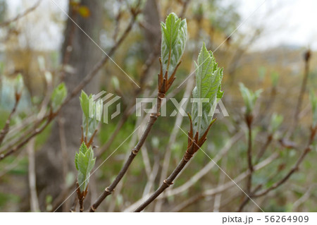 カシワバアジサイの若葉 56264909