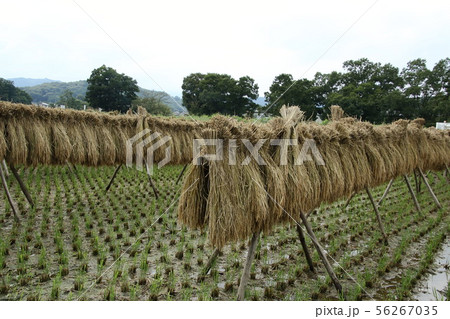 稲架掛けのある風景 56267035