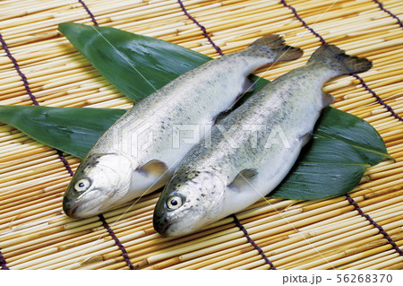 ニジマス08 56268370