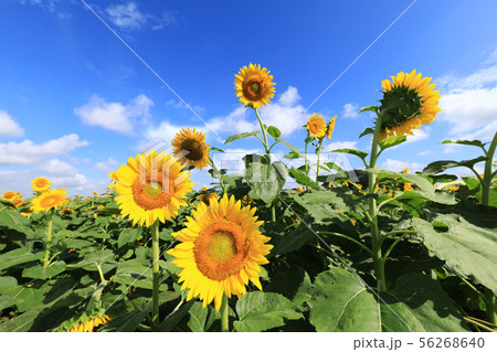 ひまわり1910 56268640