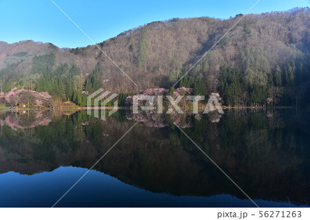 中綱湖 桜 中綱湖 桜 56271263