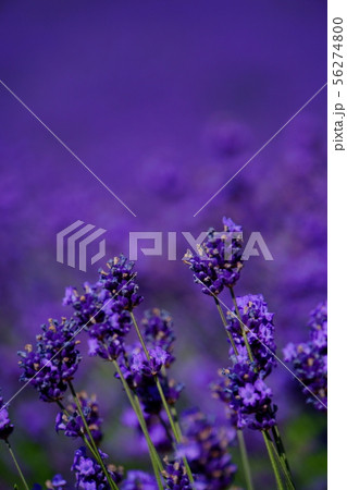 北海道　夏　富良野　ラベンダー 56274800