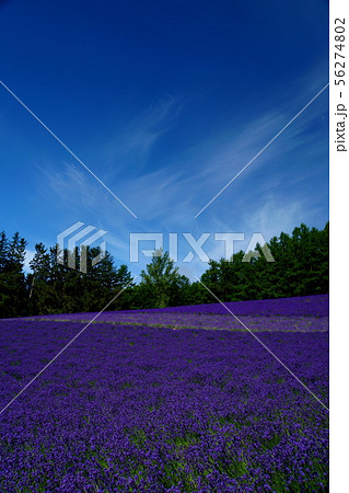 北海道　夏　富良野　ラベンダー 56274802