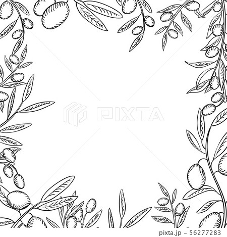 Olive branches with fruits outline frame. Olea europaea twigs linear botanical sketches. 56277283