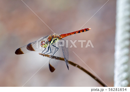 コノシメトンボ 56281654
