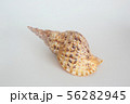 ほら貝 56282945