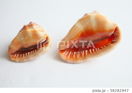 マンボウガイ 56282947