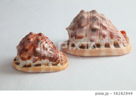 マンボウガイ 56282949