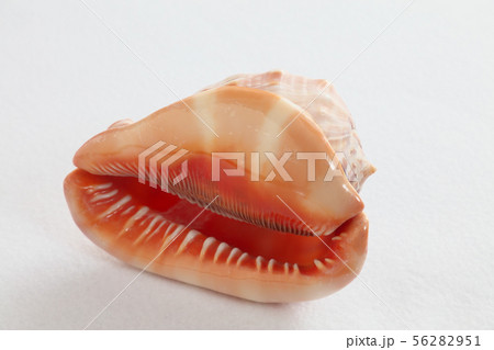 マンボウガイ 56282951